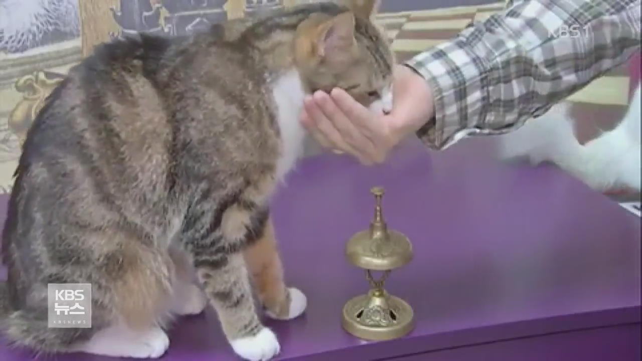 스위스, 예르미타시 박물관의 ‘특별한 고양이 사랑’