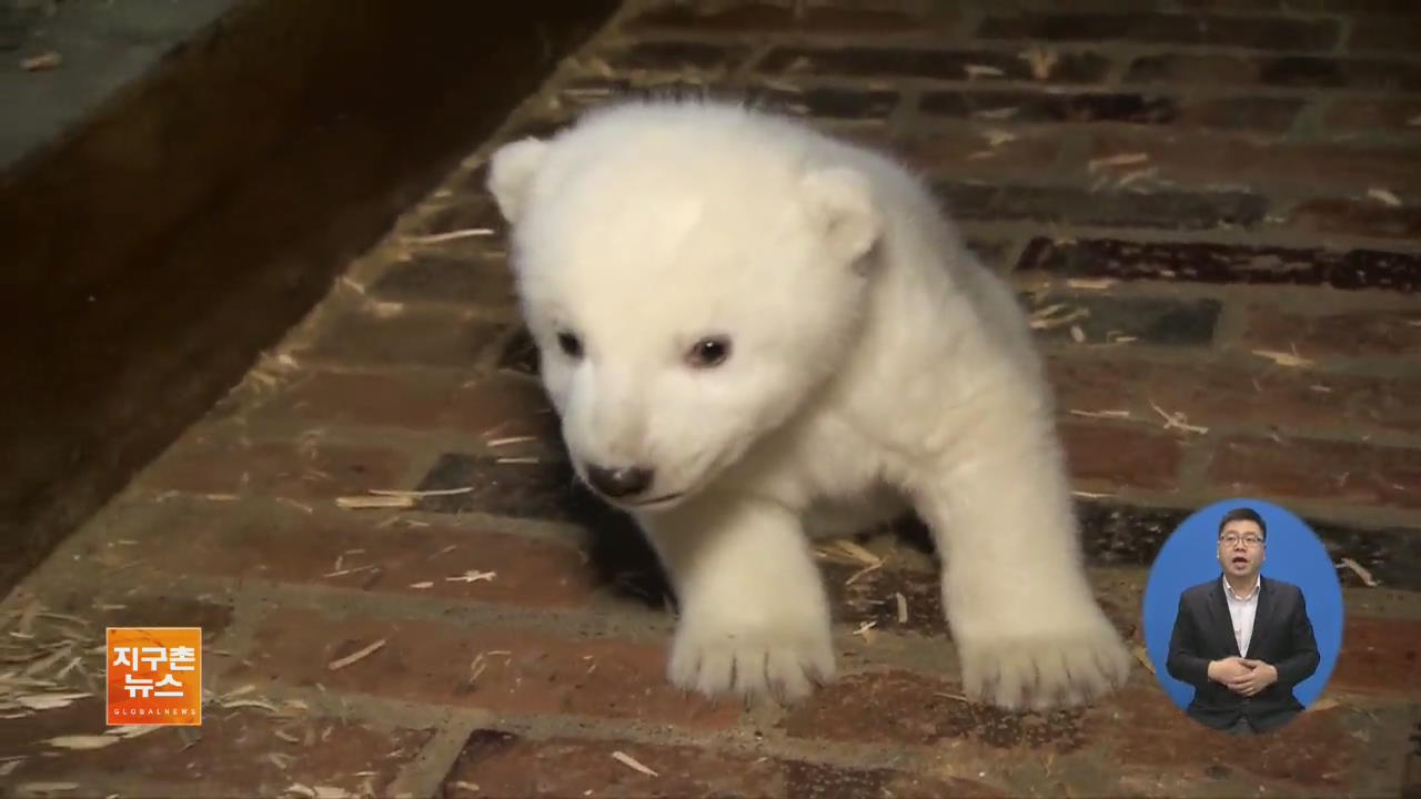 [지구촌 화제 영상] 베를린 동물원, ‘새끼 북극곰’ 건강검진