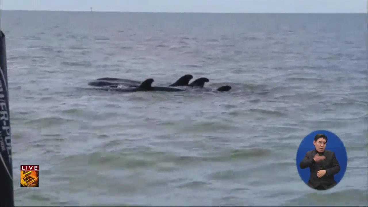 [글로벌24 주요뉴스] 미국, 흑범고래 95마리 해안가에…80여 마리 숨져
