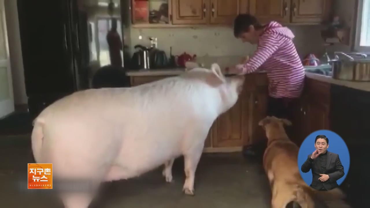 [지구촌 화제 영상] 캐나다, 몸무게 300kg 돼지와 사는 부부