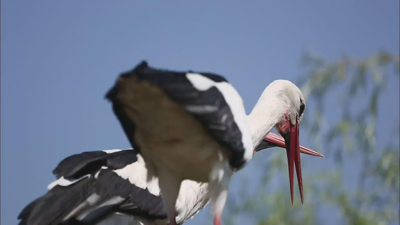 Hope for the Storks