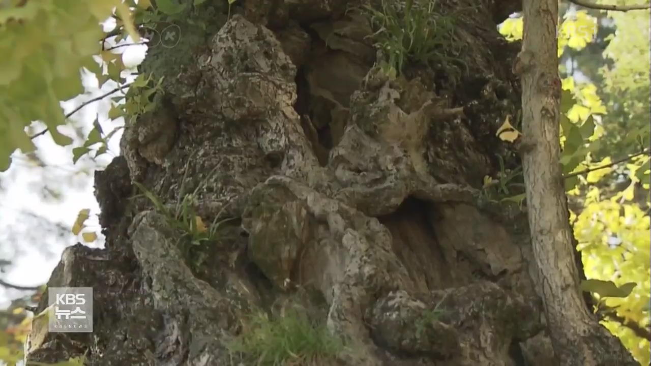 日, 원폭에서 살아남은 ‘피폭 나무’ 고사 위기