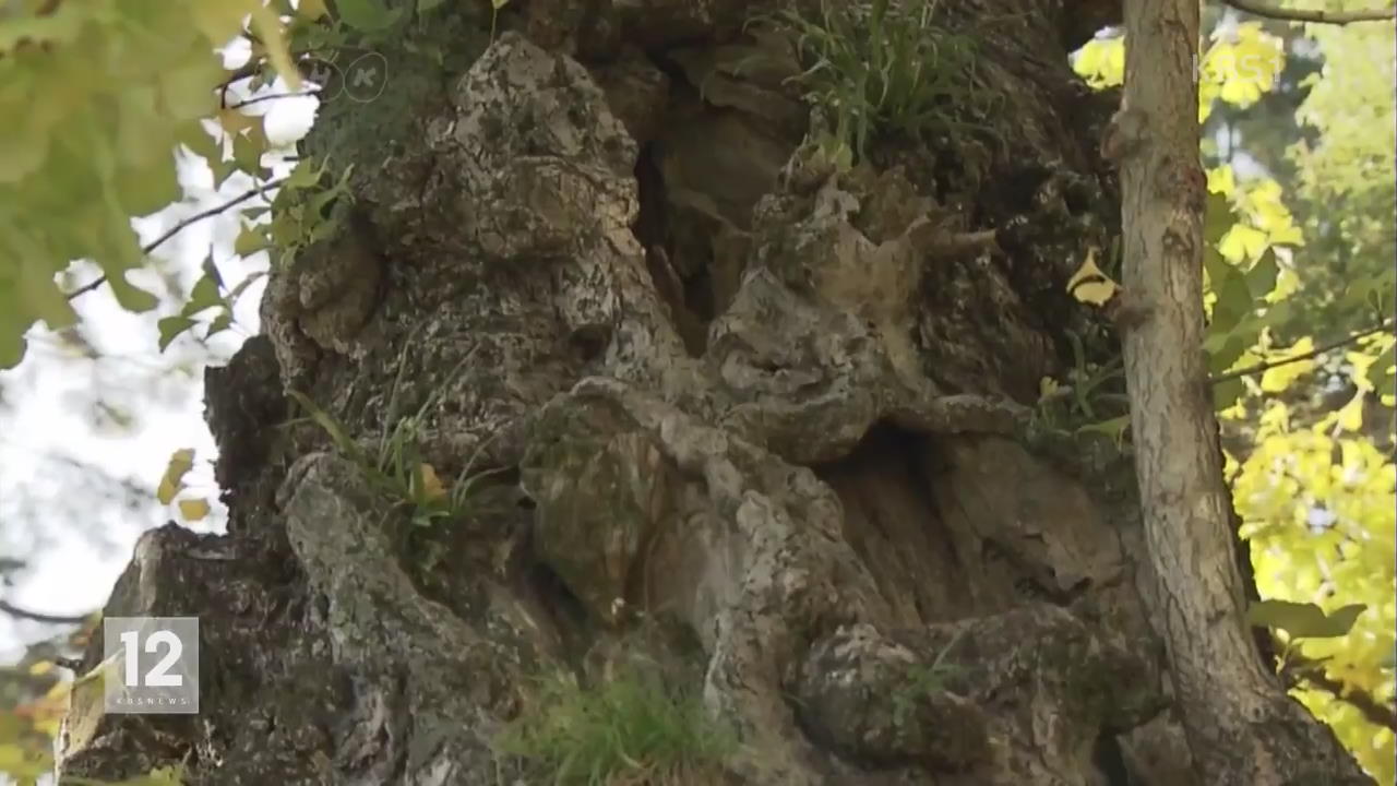 日, 원폭에서 살아남은 ‘피폭 나무’ 고사 위기