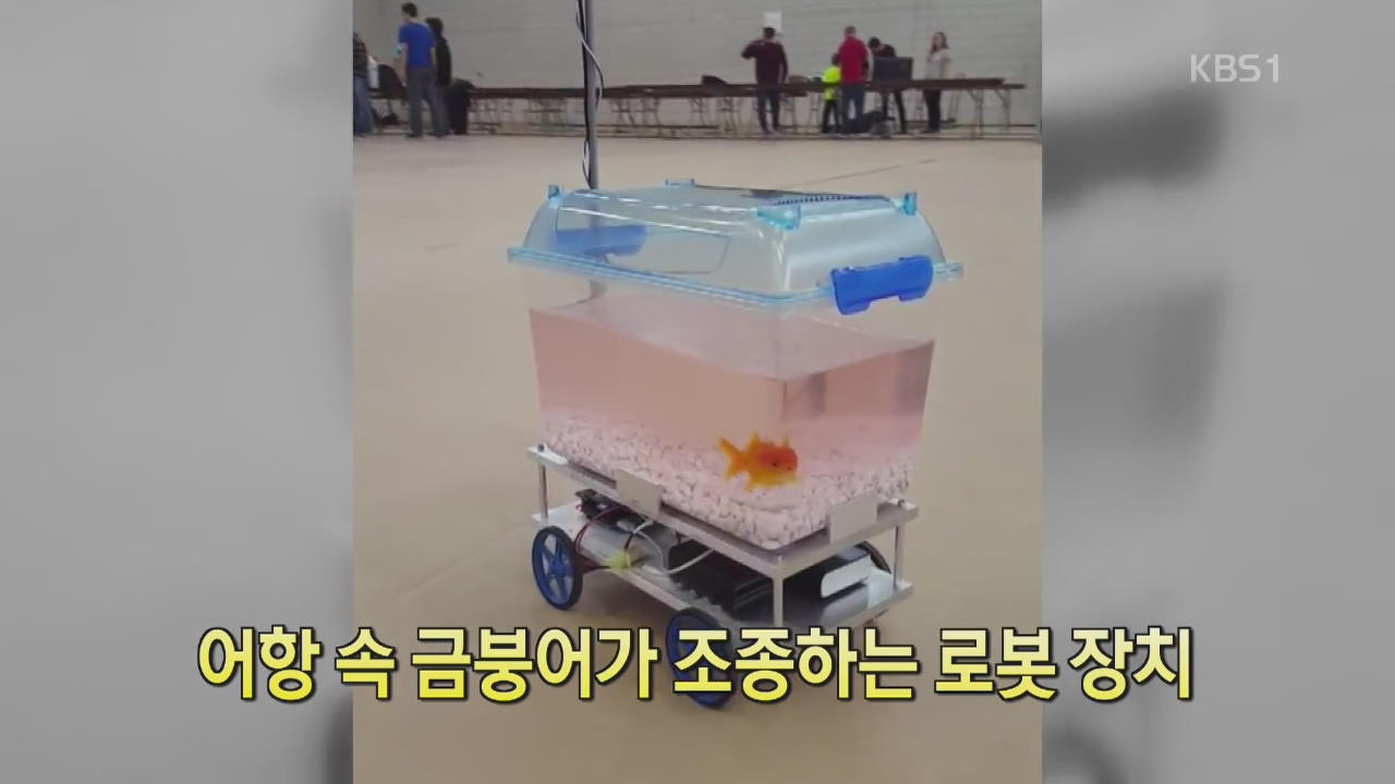 [디지털 광장] 어항 속 금붕어가 조종하는 로봇 장치
