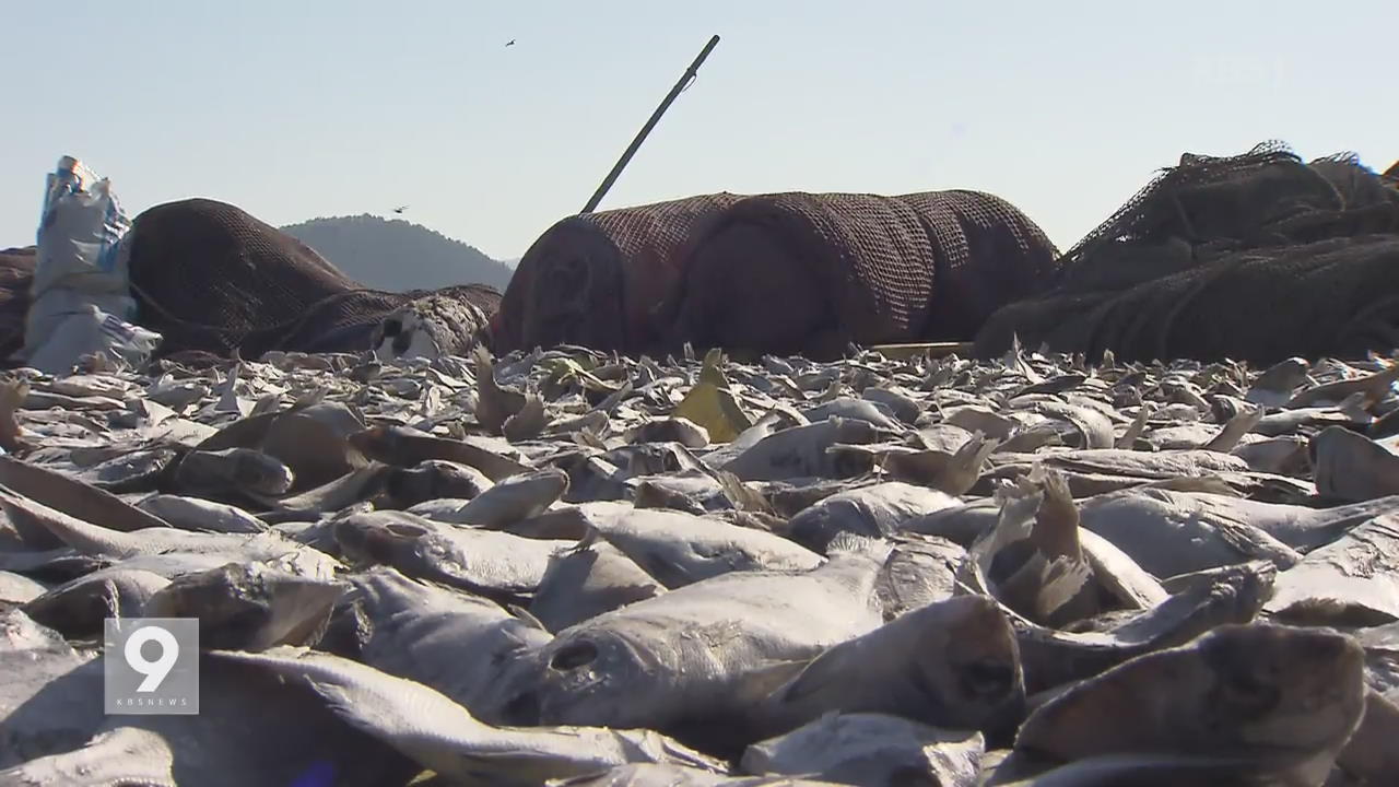 한파 덮친 양식장…어류 40만 마리 떼죽음