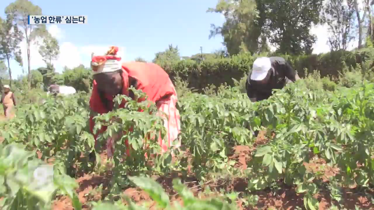 아프리카에 ‘농업 한류’…한국농업 케냐에 통했다