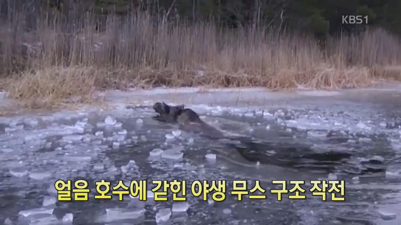 [디지털 광장] 얼음 호수에 갇힌 야생 무스 구조 작전