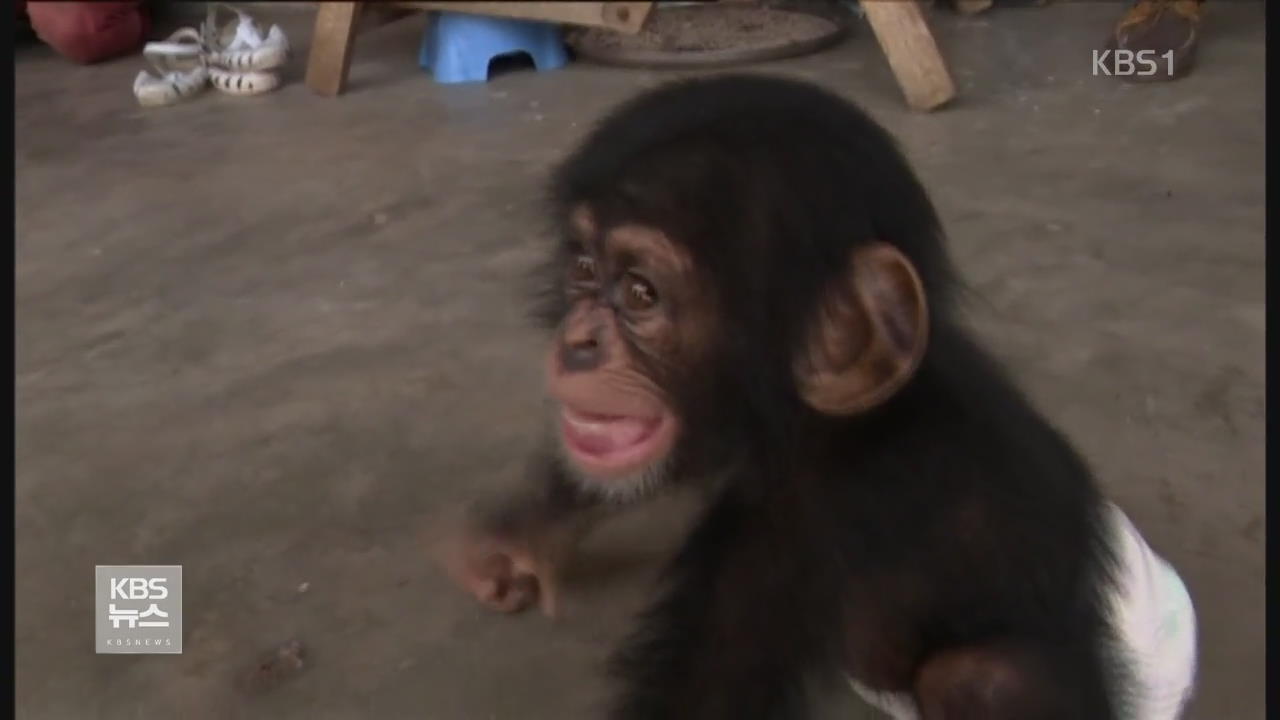 코트디부아르 어린 침팬지 밀매 조직 적발