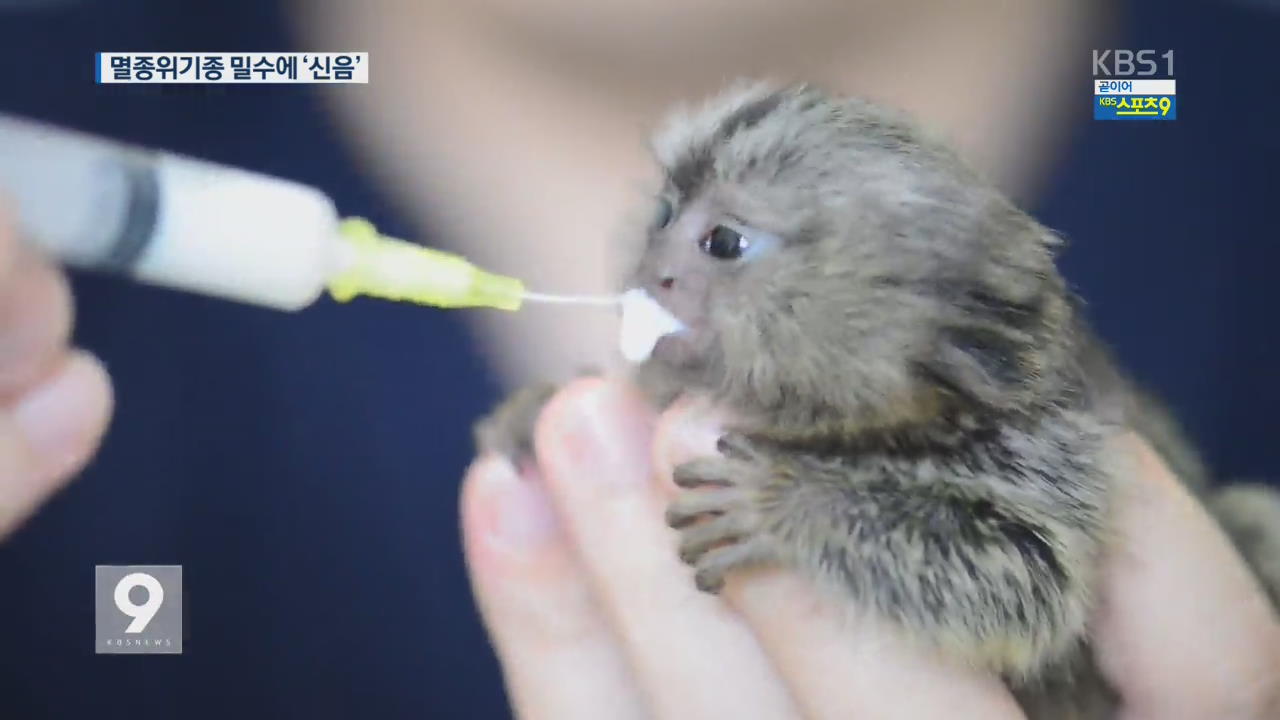 밀수로 죽어가는 멸종 위기 동물들