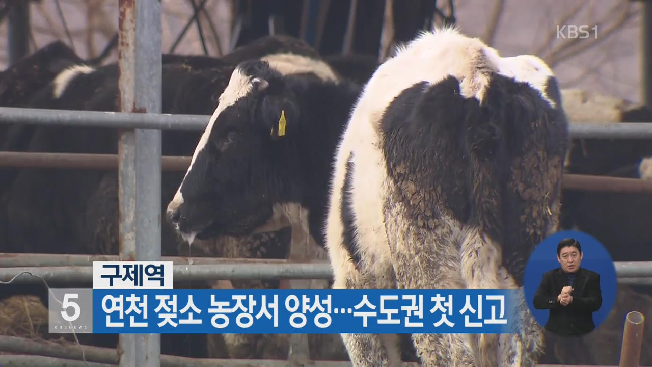 연천 젖소 농장서 구제역 양성…수도권 첫 신고
