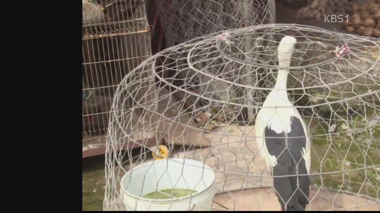 베트남 메콩강 유역 황새 멸종 위기