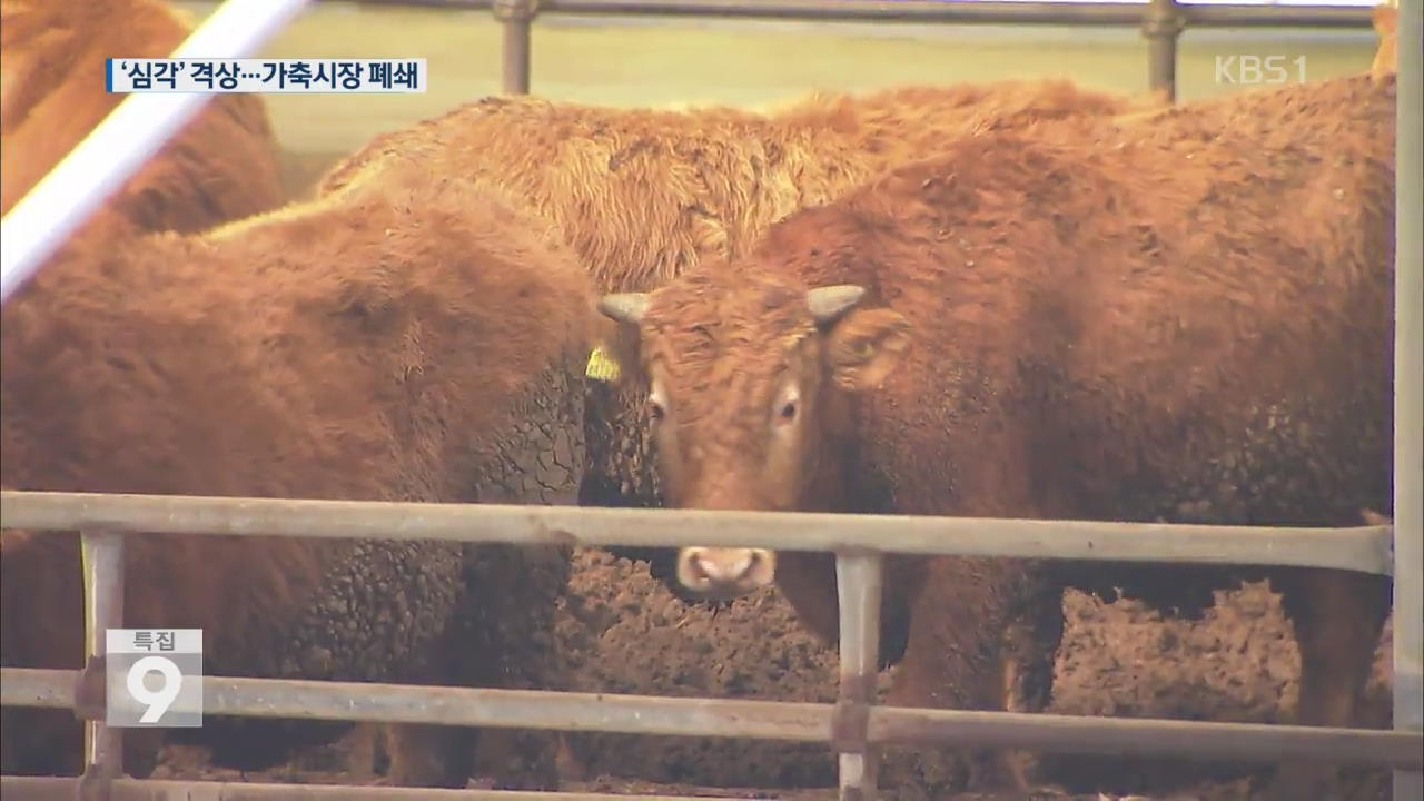 구제역 위기단계 최고등급 격상…전국 가축시장 폐쇄