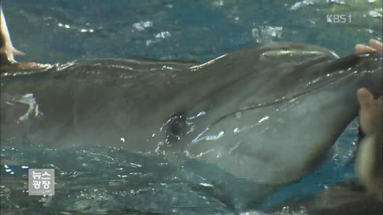 돌고래 2마리 수입…구청-환경단체 ‘충돌’