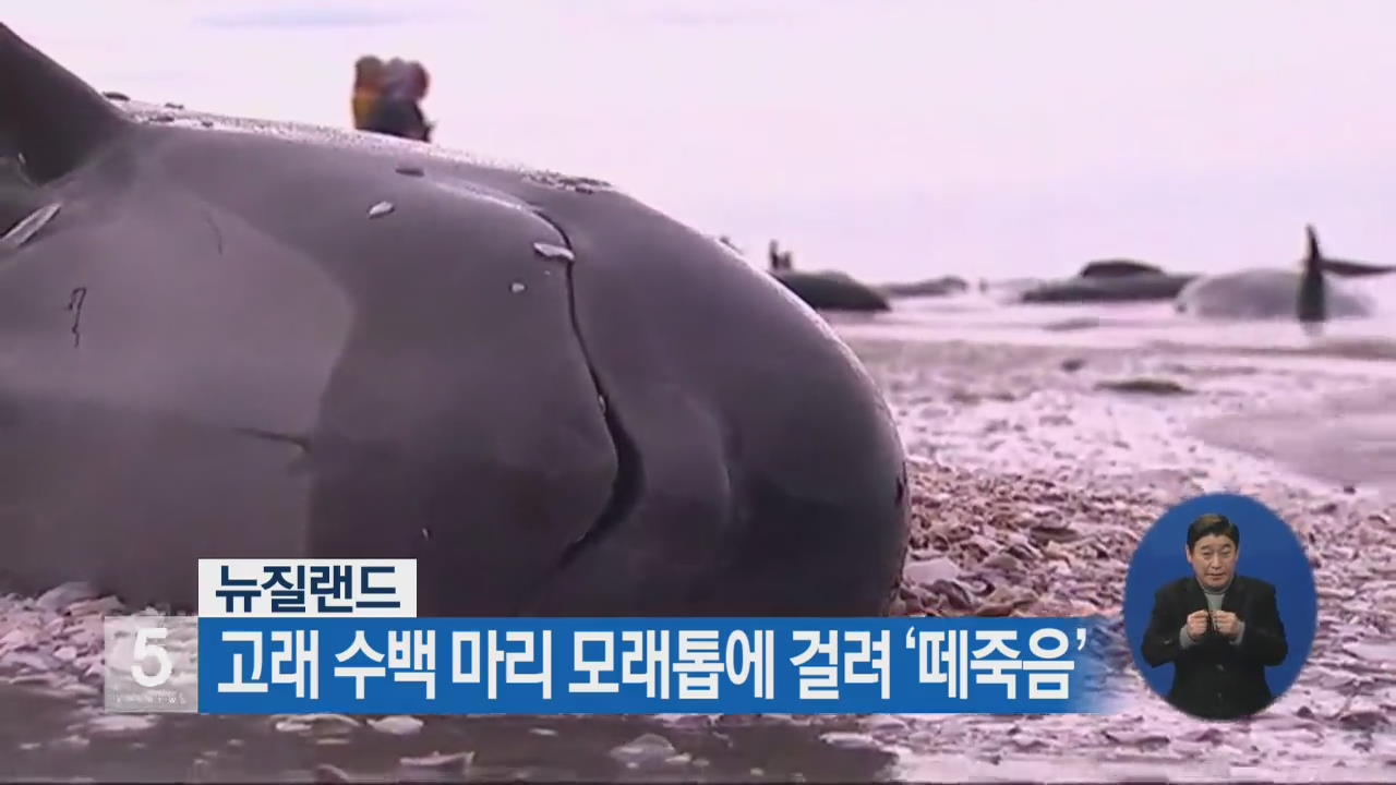 뉴질랜드, 고래 수백 마리 모래톱에 걸려 ‘떼죽음’