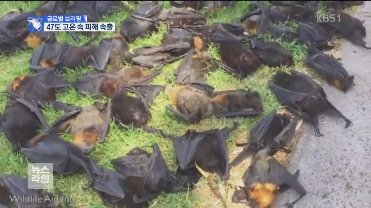 [글로벌 브리핑] 최고 기온 47℃…폭염 속 박쥐 ‘떼죽음’