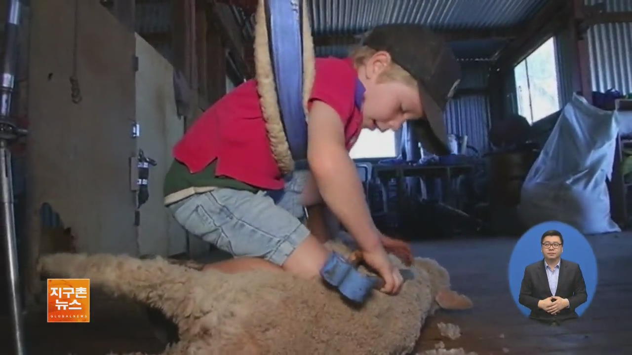[지구촌 화제 영상] 양털 깎기 전문가 되고 싶은 5살 소년