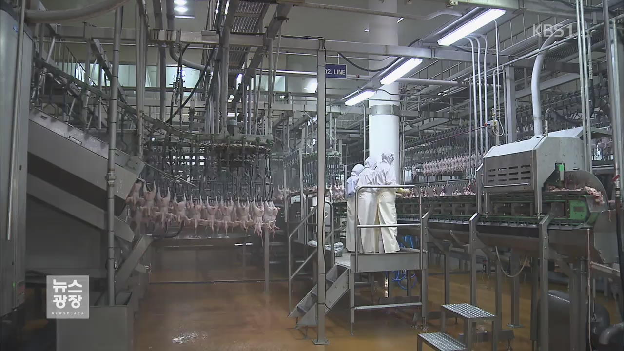 냉동 닭 7천 톤 공급…가격 안정 기대 