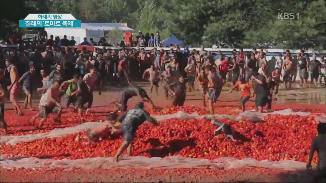 [화제의 영상] 칠레의 ‘토마토 축제’