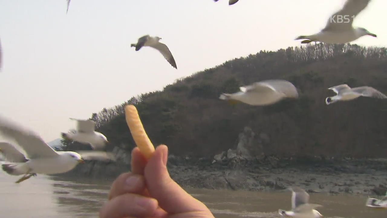 [뉴스광장 영상] 과자먹는 갈매기