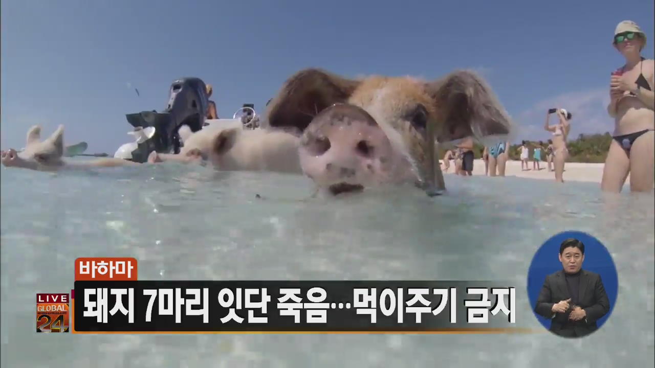 [글로벌24 주요뉴스] 바하마, 돼지 7마리 잇단 죽음…먹이주기 금지