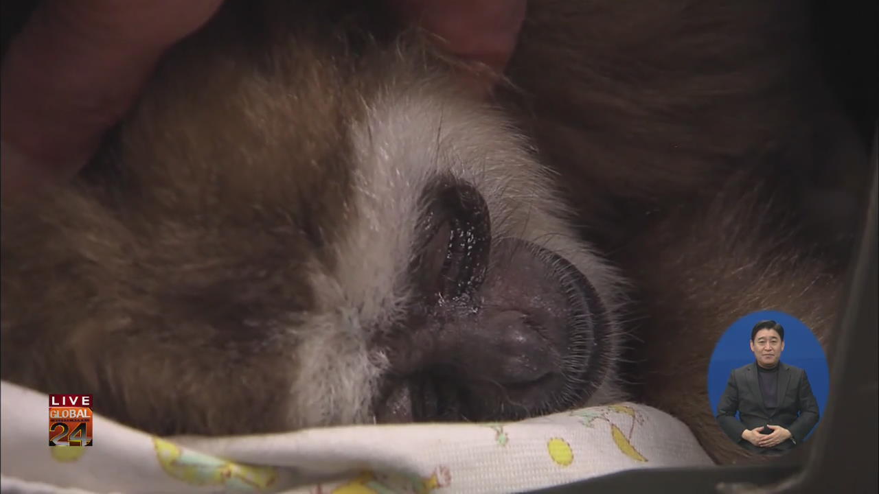 [글로벌24 리포트] 백내장 수술받아 시력 회복한 원숭이