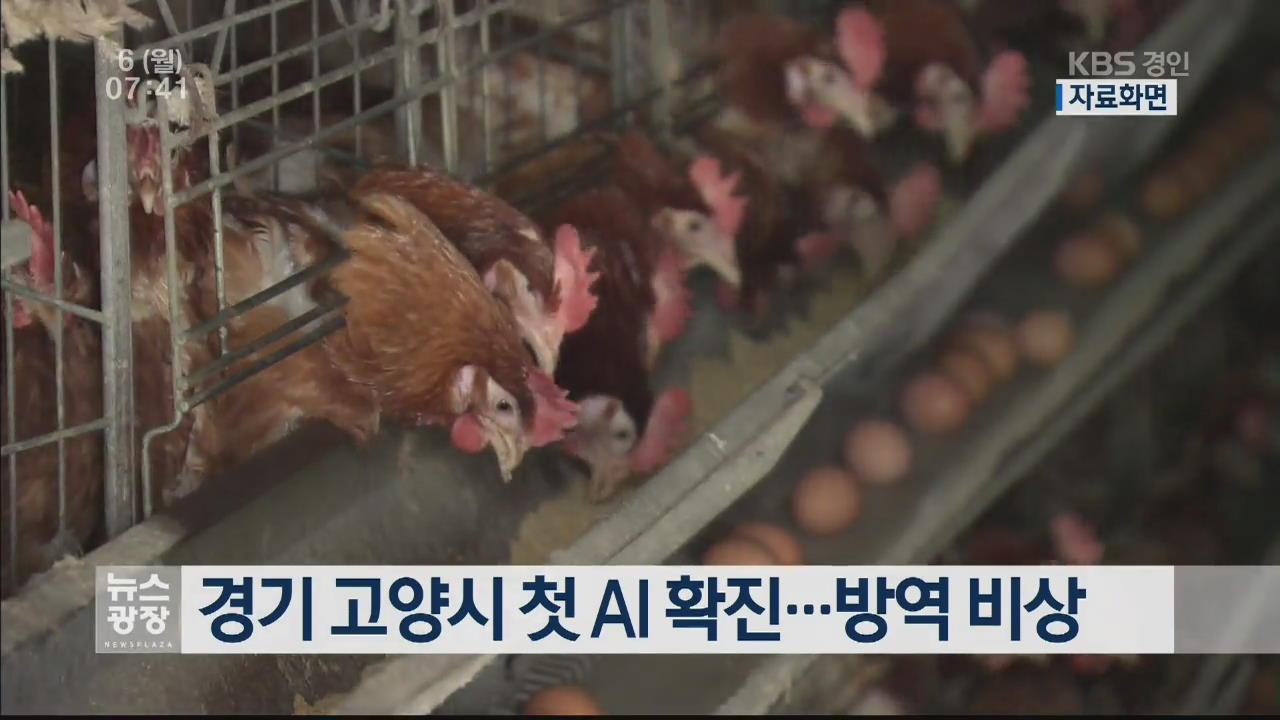경기 고양시 첫 AI 확진…방역 비상