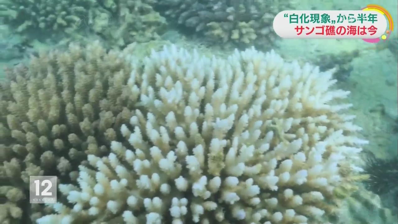 日, 백화 현상 없는 산호 양식에 성공