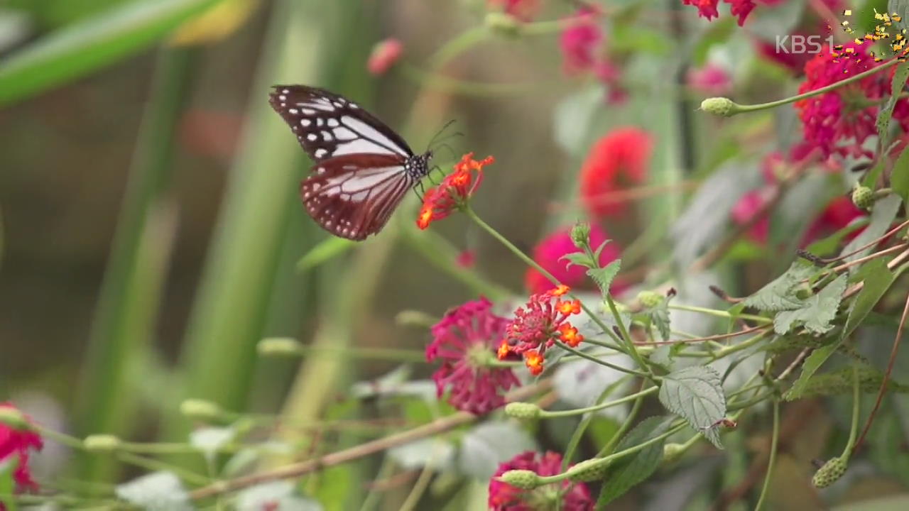 [뉴스광장 영상] 봄바람은 나비를 타고