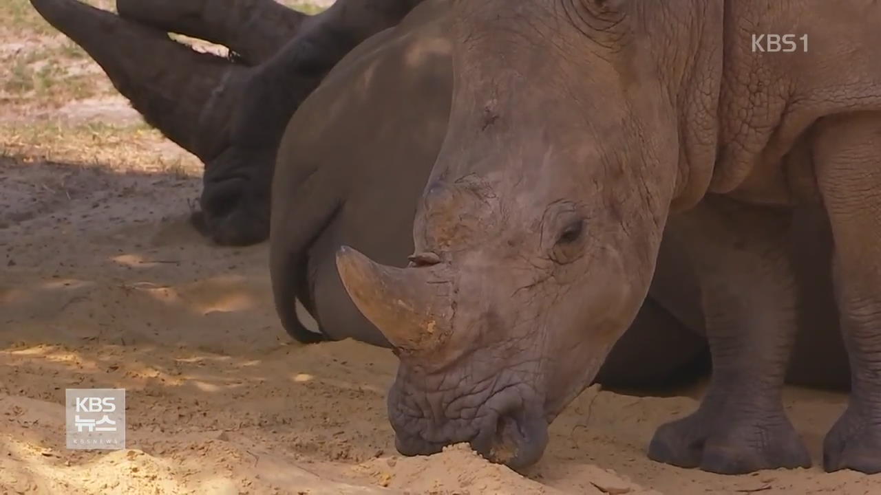 프랑스 동물원 흰코뿔소, 뿔 노린 밀렵에 희생