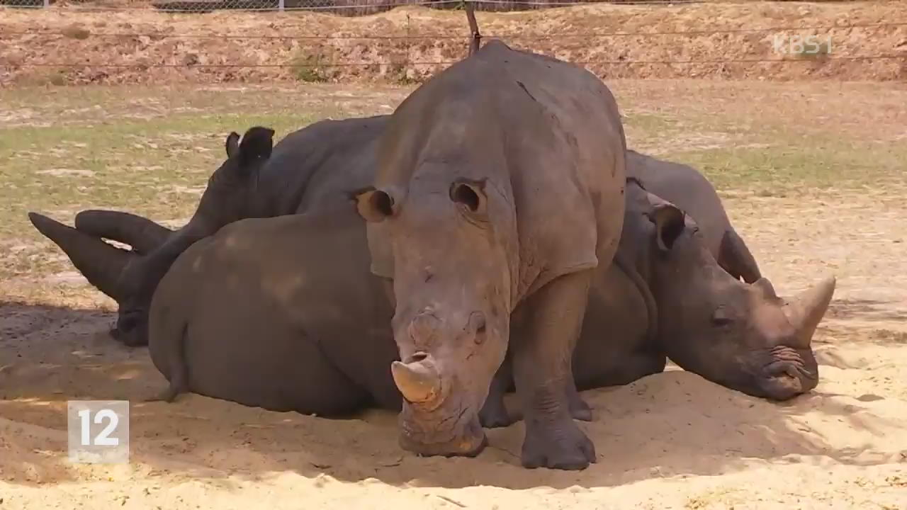 프랑스 동물원 흰코뿔소, 뿔 노린 밀렵에 희생