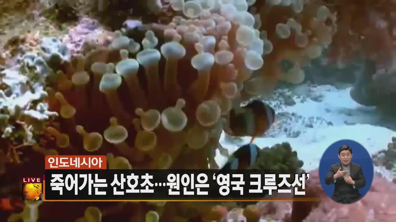 [글로벌24 주요뉴스] 인도네시아 죽어가는 산호초…원인은 ‘영국 크루즈선’