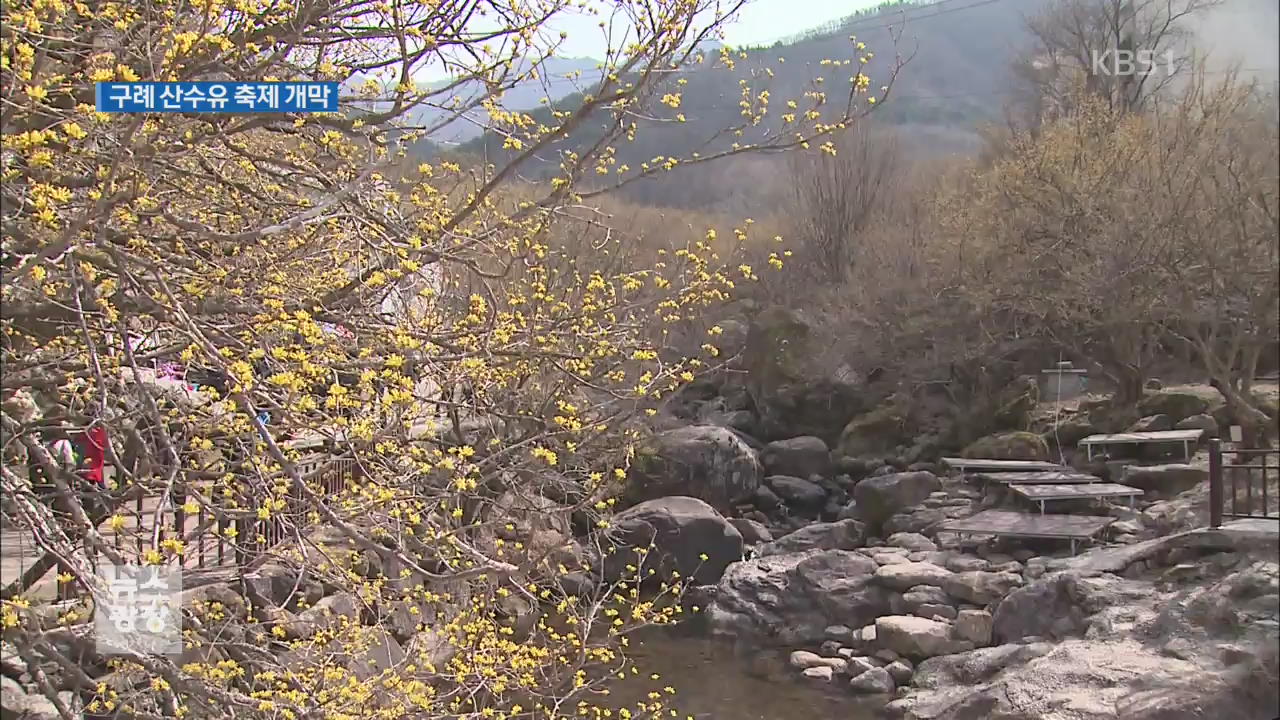 지리산 물들인 산수유…내일 축제 개막