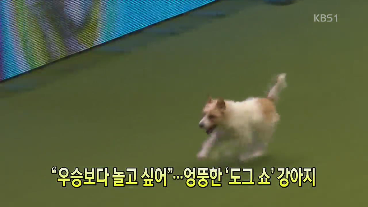 [세상의 창] “우승보다 놀고 싶어”…엉뚱한 ‘도그쇼’ 강아지