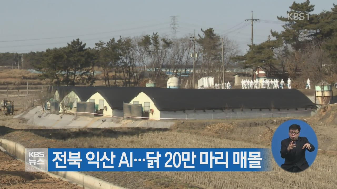 전북 익산 AI…닭 20만 마리 매몰