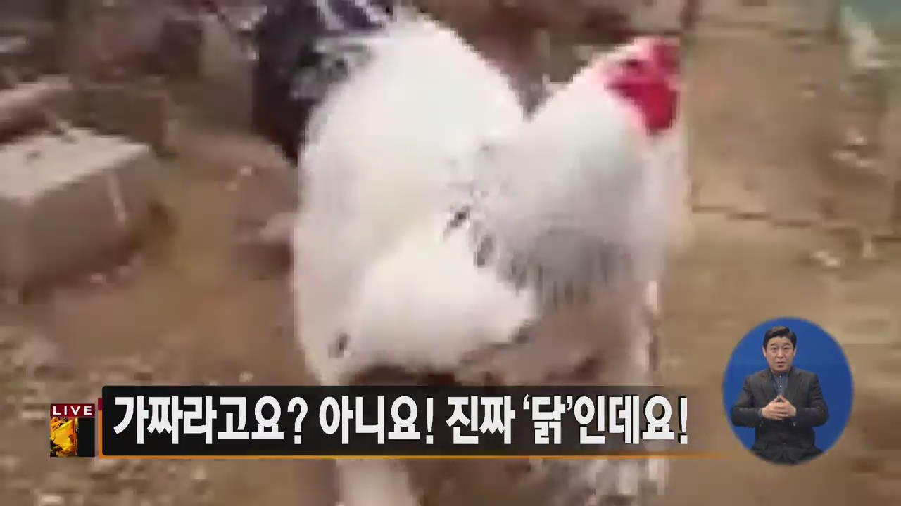 [글로벌24 주요뉴스] 가짜라고요? 아니요! 진짜 ‘닭’인데요!