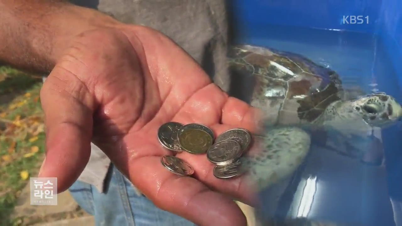 [글로벌 브리핑] 거북의 목숨 앗아간 ‘행운의 동전’