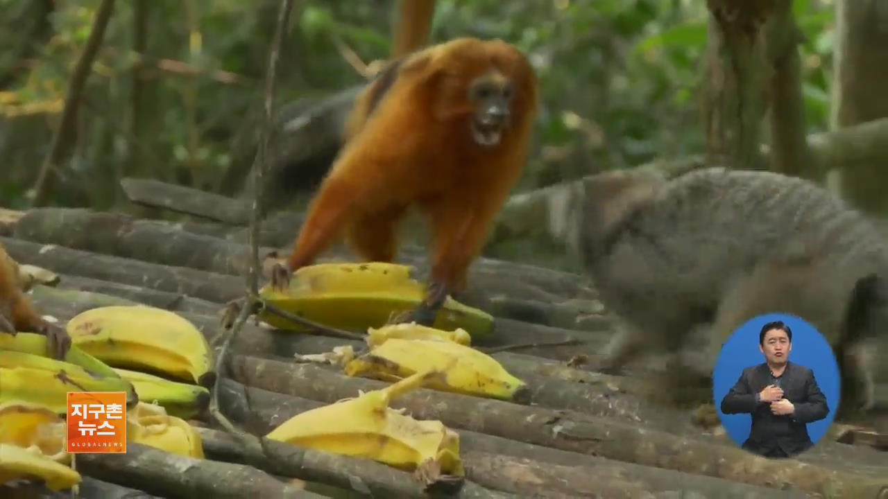 [ABU 세계 창] 브라질 황열병 확산…멸종위기 원숭이 ‘비상’