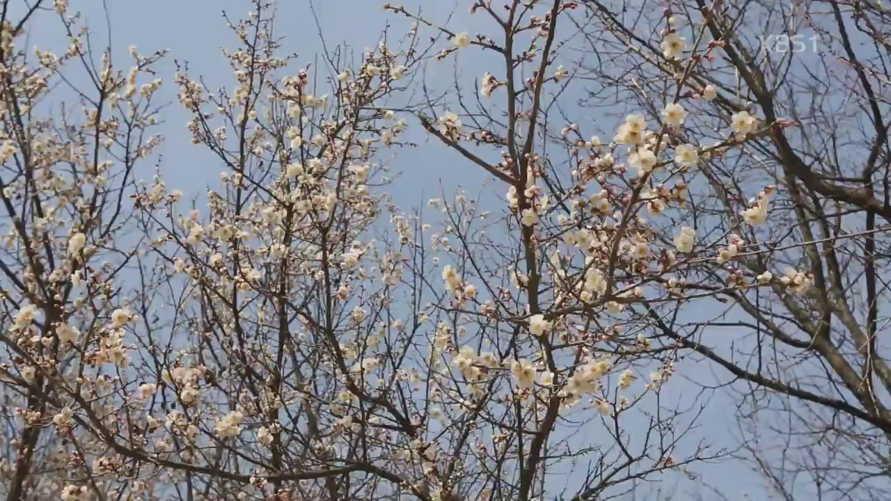 [뉴스광장 영상] 봄을 봄