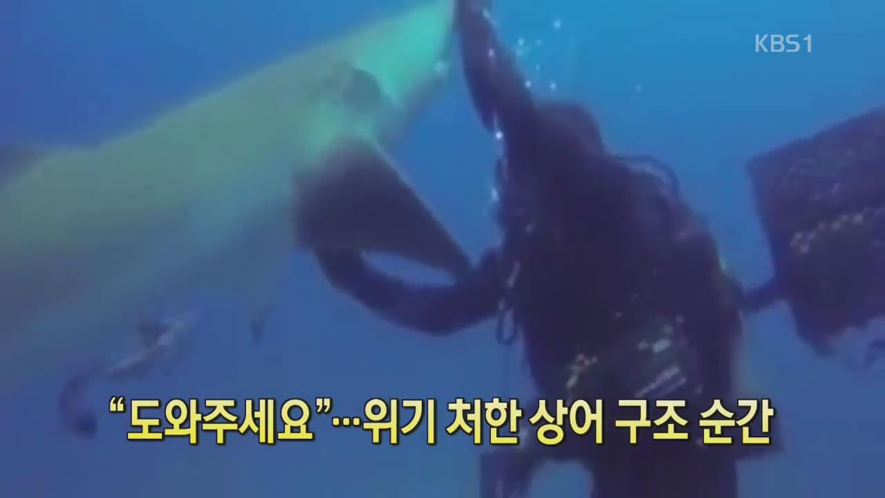 [디지털 광장] “도와주세요”…위기 처한 상어 구조 순간