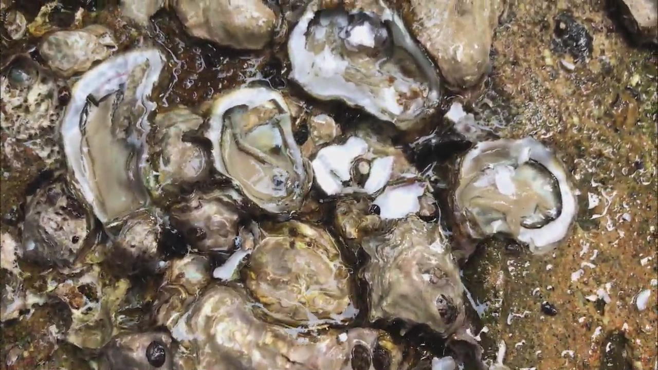 East Coast Oysters