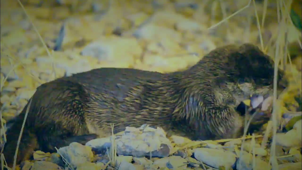 Rare Otter Sighting