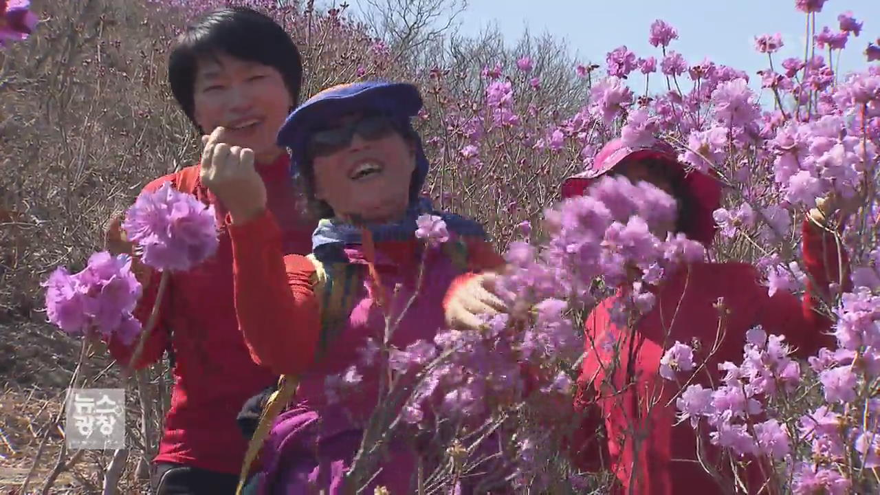 여수 영취산 진달래 만개…오늘 축제 개막