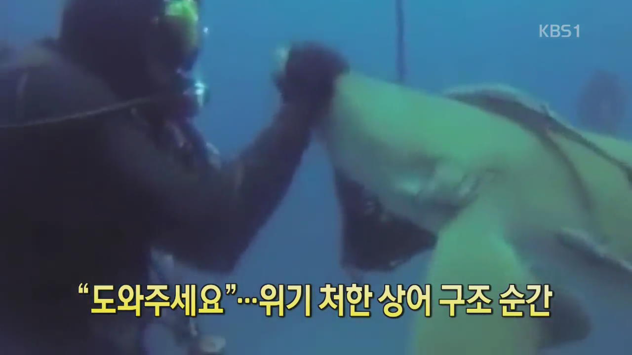[세상의 창] “도와주세요”…위기 처한 상어 구조 순간