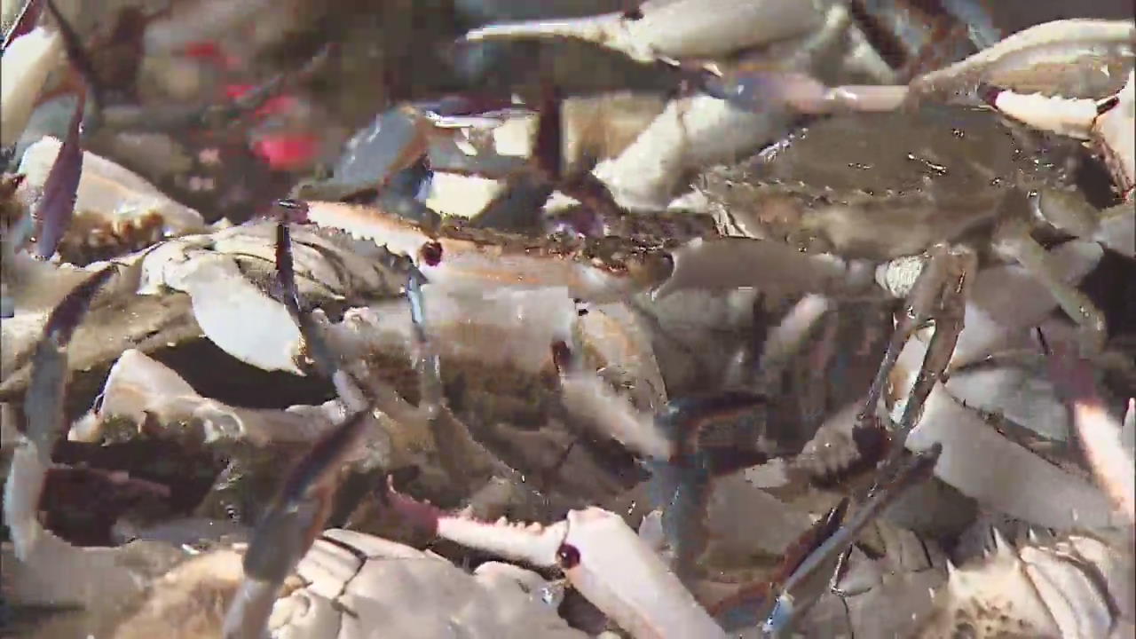 Blue Crab Season