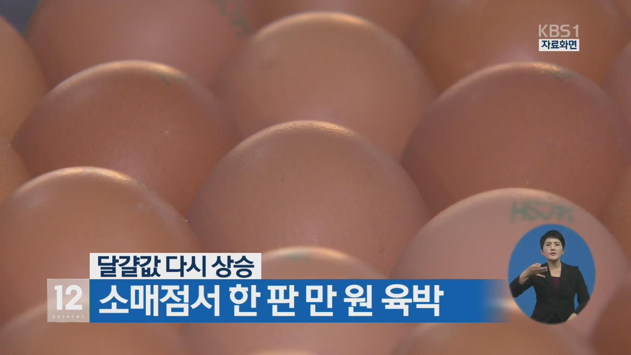 달걀값 다시 상승…소매점서 한 판 만 원 육박