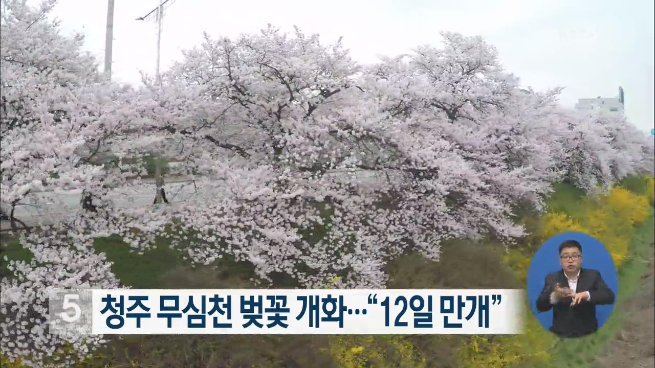 청주 무심천 벚꽃 개화…“12일 만개”