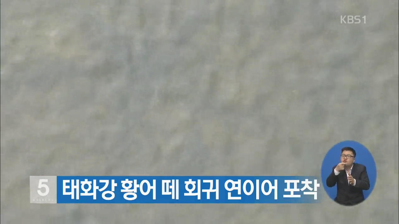 태화강 황어 떼 회귀 연이어 포착