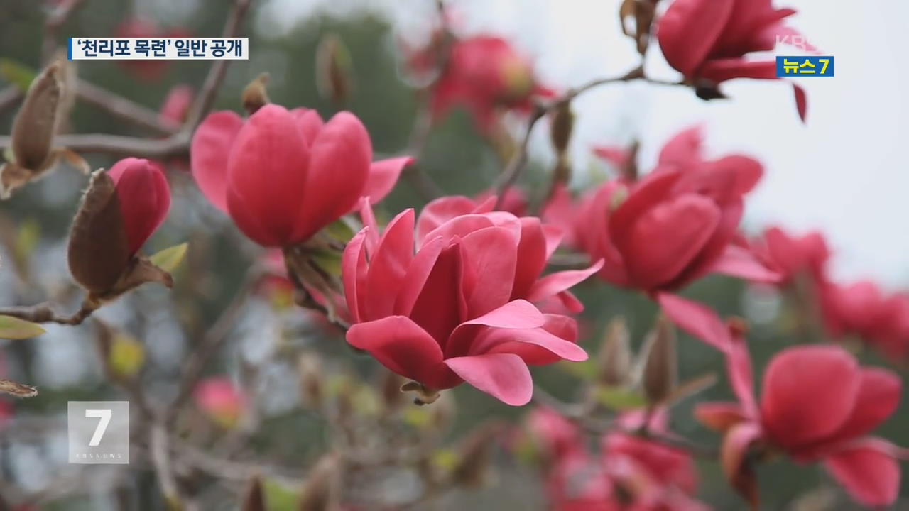 ‘비밀의 정원’에 펼쳐진 목련의 향연