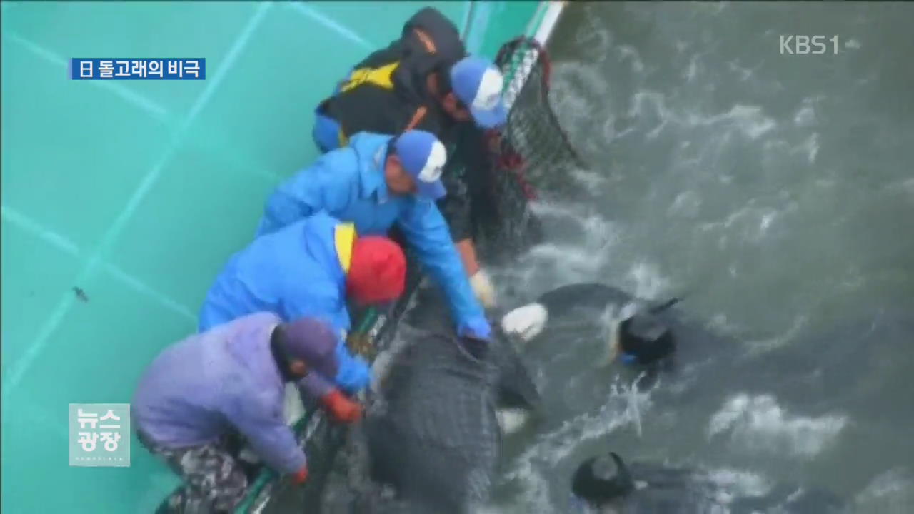 수족관에 팔려고…日, 잔혹한 돌고래 사냥