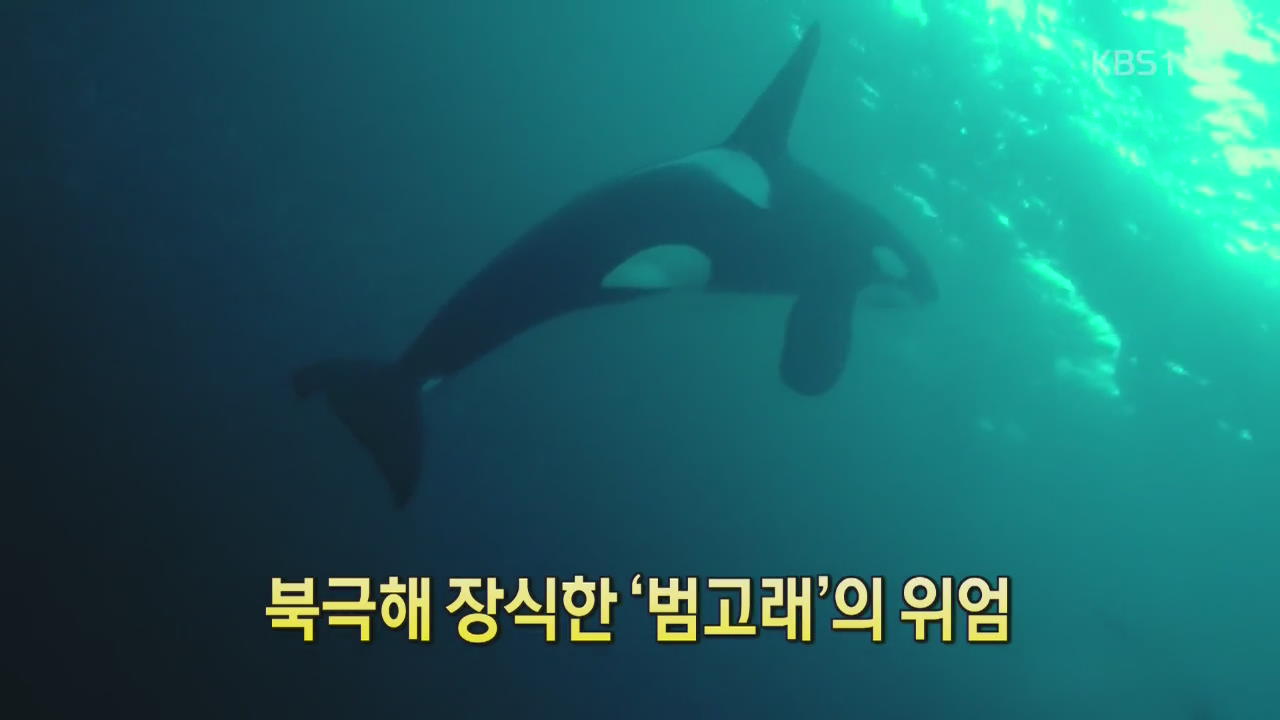 [디지털 광장] 북극해 장식한 ‘범고래’의 위엄